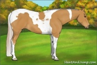 Horse Color:Palomino Tobiano 