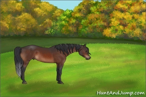 Horse Color:Brown 