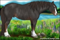 Horse Color:Liver Chestnut Sabino Rabicano 