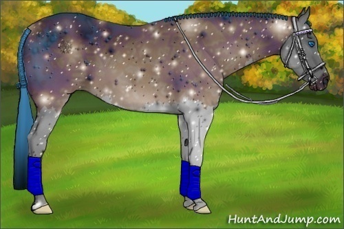 Horse Color:ERROR: UNKNOWN ANOMALY