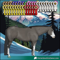 Horse Color:Grullo Sabino