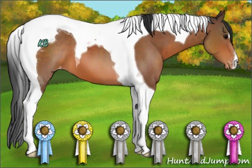 Horse Color:Bay Tobiano Appaloosa 