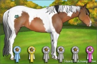 Horse Color:Bay Tobiano Appaloosa 