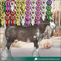 Horse Color:Gray Silver Black Sabino 