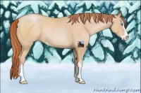 Horse Color:Buckskin Pearl Sabino 