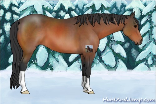 Horse Color:Brown 