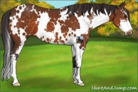 Horse Color:White Spotted Buckskin Sabino
