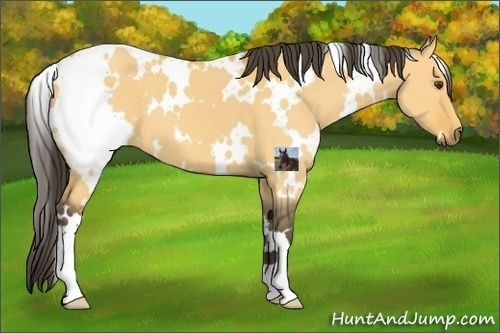 Horse Color:White Spotted Buckskin Dun 