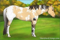Horse Color:White Spotted Buckskin Dun 