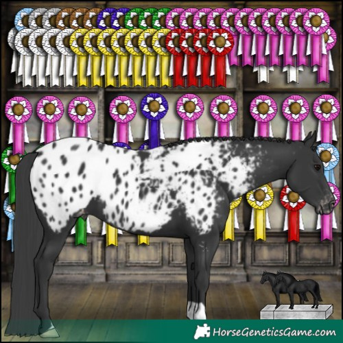 Horse Color:Black Near Leopard 
