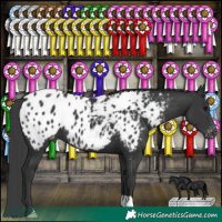 Horse Color:Black Near Leopard 