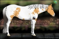 Horse Color:White Spotted Buckskin Tobiano 