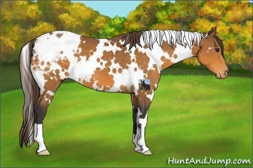 Horse Color:White Spotted Buckskin Blanket 