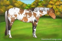 Horse Color:White Spotted Buckskin Blanket 