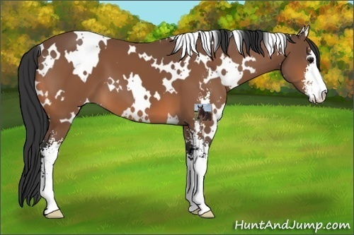 Horse Color:White Spotted Bay Sabino