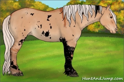 Horse Color:Void White Spotted Silver Brown Dun Tobiano Varnish 