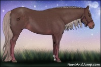 Horse Color:Chocolate Palomino 