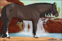 Horse Color:Liver Chestnut Sabino Appaloosa 