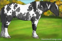 Horse Color:White Spotted Black Rabicano 