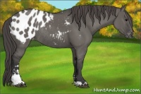 Horse Color:Grullo Sabino Blanket Rabicano 