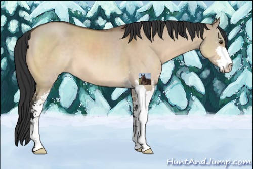 Horse Color:Brown Dun Sabino 