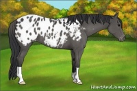 Horse Color:Black Appaloosa 