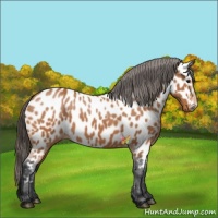 Horse Color:Bay Appaloosa