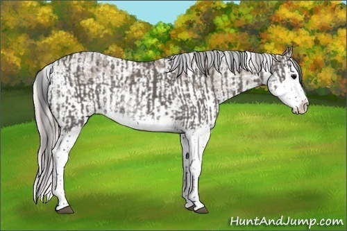 Horse Color:Grullo Sabino Splash  and Silver Grullo Sabino Splash 