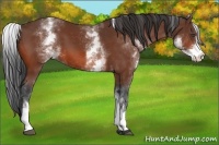 Horse Color:White Spotted Bay 