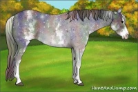 Horse Color:Nacre White Spotted Black Sabino Appaloosa 