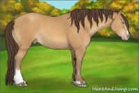 Horse Color:Sable Cream Champagne Sabino Rabicano