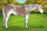 Horse Color:White Spotted Silver Black Sabino