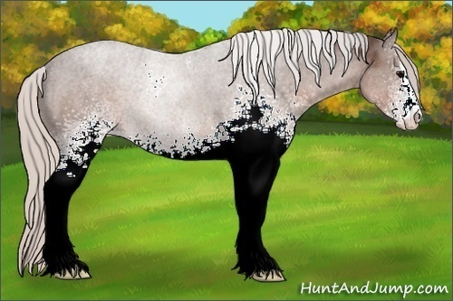 Horse Color:White Spotted Silver Black Sabino 