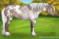 Horse Color:White Spotted Liver Red Dun Roan Rabicano 
