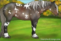 Horse Color:White Spotted Liver Chestnut Sabino Rabicano 