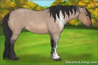 Horse Color:White Spotted Bay Roan Dun