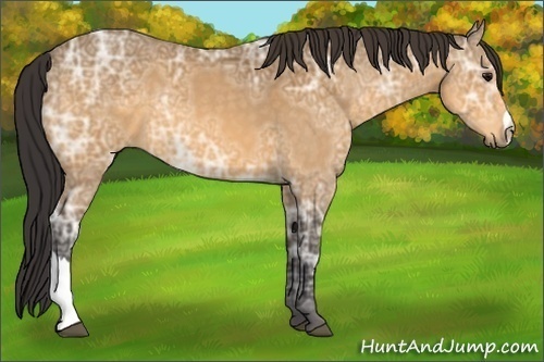 Horse Color:Buckskin Ice