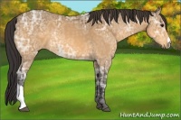 Horse Color:Buckskin Ice 