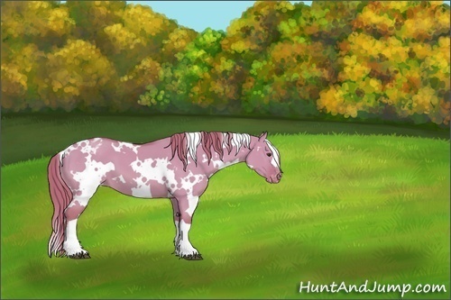Horse Color:Watercolor White Spotted Red Dun Appaloosa