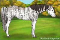 Horse Color:Grullo Sabino Splash  and Classic Champagne Dun Sabino Splash 