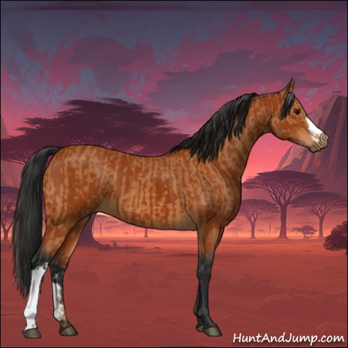 Horse Color:Bay and Gray Bay