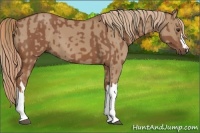 Horse Color:Chestnut  and Red Dun 