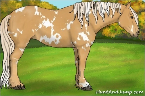 Horse Color:White Spotted Palomino 