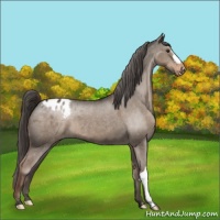 Horse Color:Liver Red Dun Appaloosa 