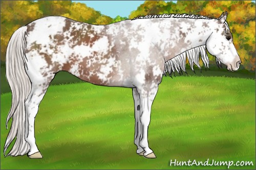 Horse Color:Silver Black Sabino 