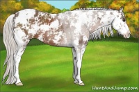 Horse Color:Silver Black Sabino