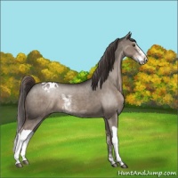 Horse Color:Liver Red Dun Sabino Varnish