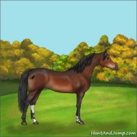 Horse Color:Brown 