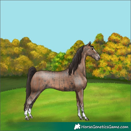 Horse Color:Grullo and Sable Champagne