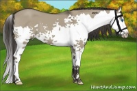 Horse Color:Smoky Grullo Splash